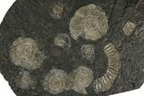 Fossil Ammonite Cluster - Posidonia Shale, Germany #350871-1